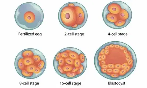 blastocyst transfer