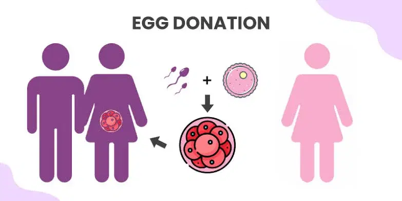 egg donation