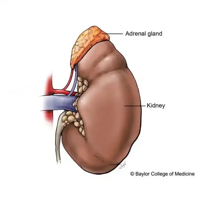 Adrenal Disorders Adrenal Disorders