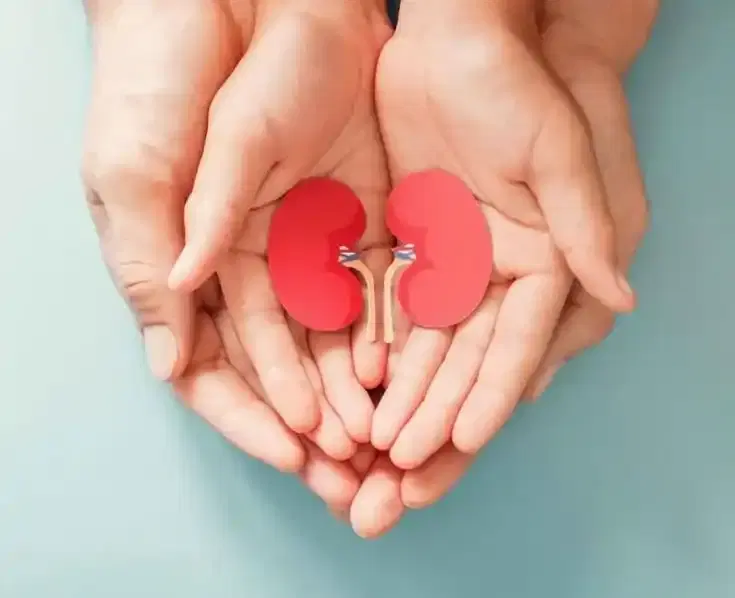 Pediatric Nephrology Pediatric Nephrology