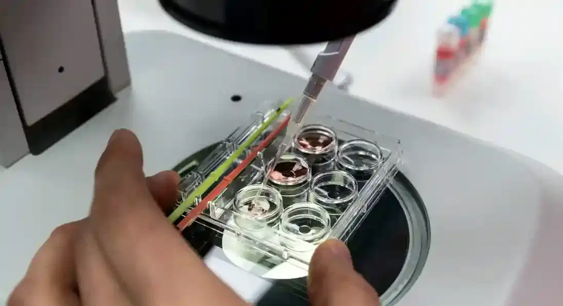 embryo vitrification embryo vitrification