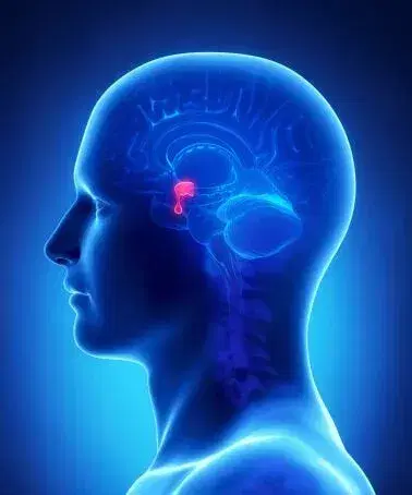 Pituitary Disorders (non-surgical) Pituitary Disorders (non-surgical)