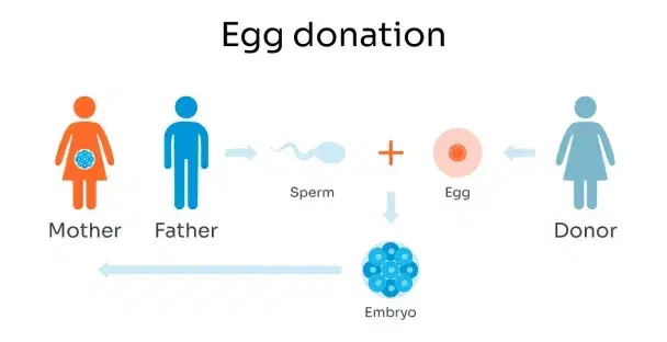 Donor Egg IVF Donor Egg IVF